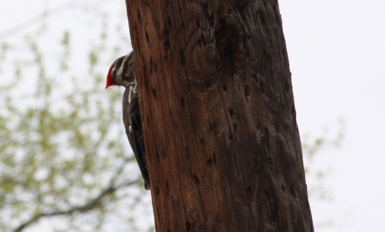 woodpecker4 669