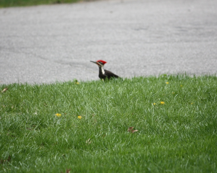 woodpecker1 665