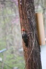 woodpecker2 667
