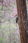 woodpecker3 666