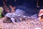 Aquarium