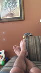 chitty bird