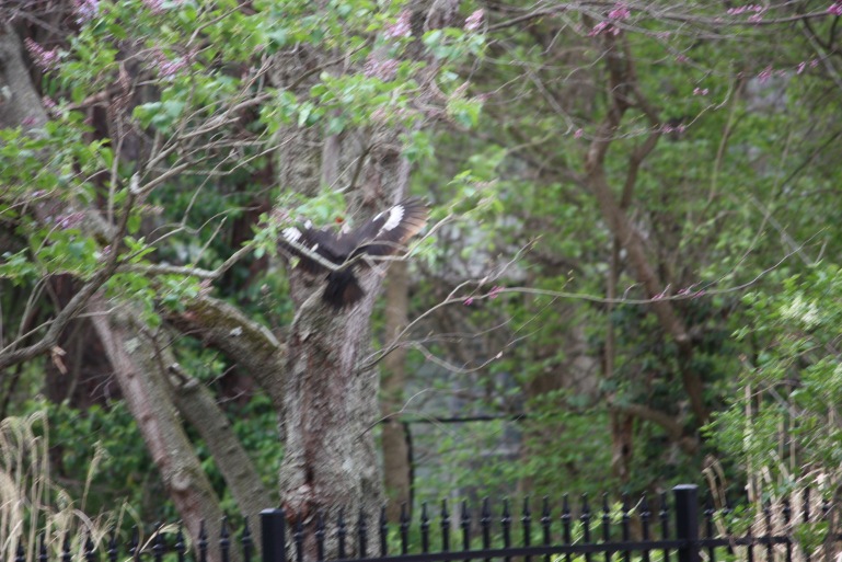woodpecker inflight 668