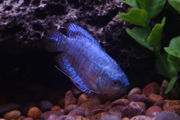 powder-blue gurami 1198